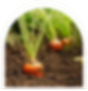 صنایع غذایی آبشَن